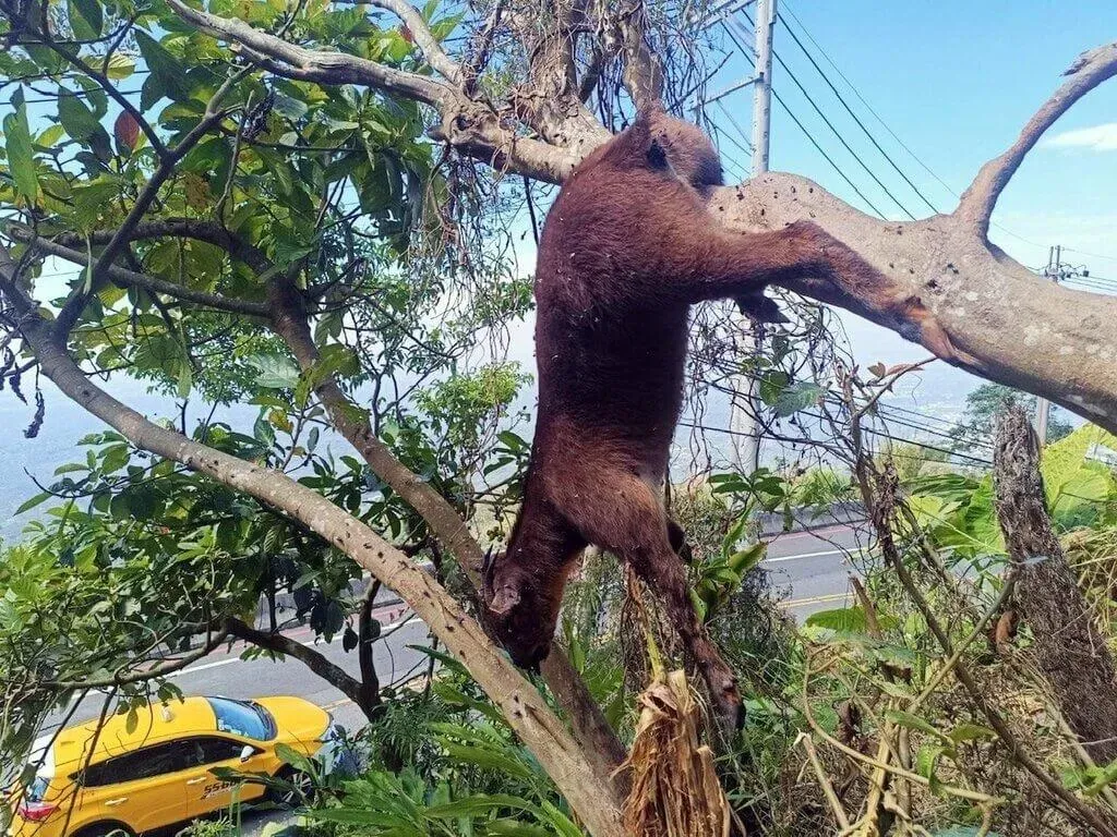 一隻長鬃山羊1日被嘉義民眾發現後腳卡在樹上死亡,根據周邊跡象研判,這隻山羊很可能是與山豬搏鬥逃向樹上,但因受傷又被卡住,最後不幸死在樹上。(圖/王三華提供)