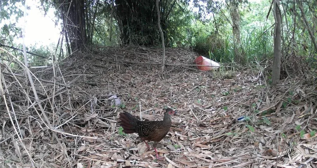 藍腹鷴雌鳥現蹤卑南溪口周邊林地。(圖/林業保育署台東分署提供)