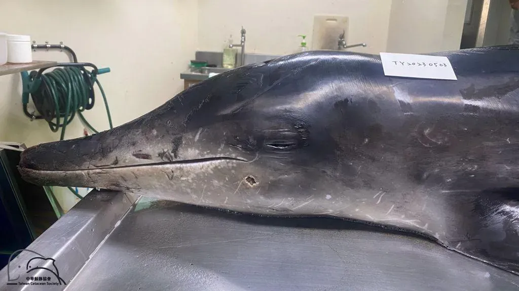 海豚最終在桃園沙灘擱淺死亡，中華鯨豚協會計畫在今年將這頭海豚製作成教育標本。（圖/翻攝中華鯨豚協會）