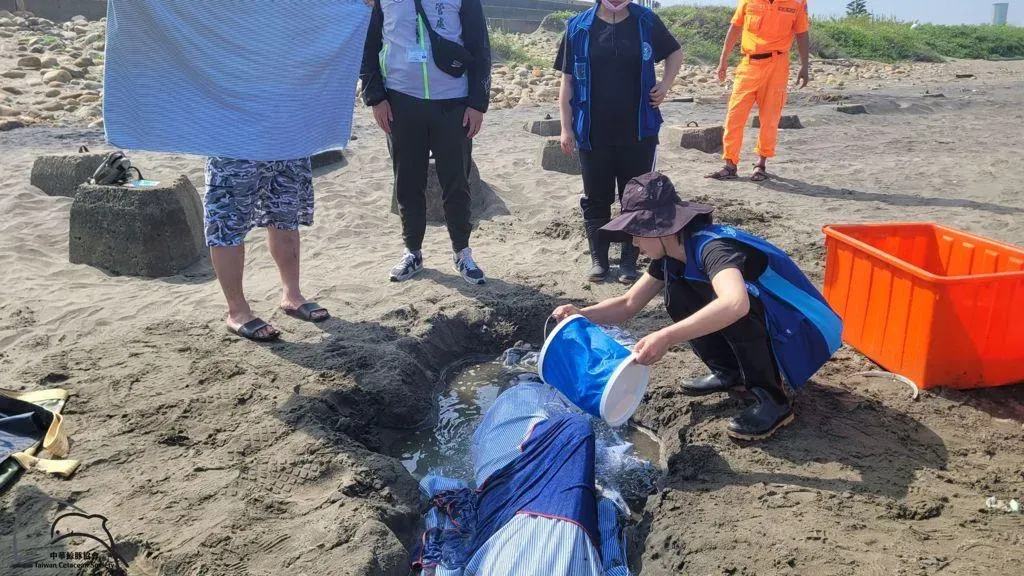 海豚因槍傷虛弱、迷失方向，最終在桃園沙灘擱淺，圖為中華鯨豚協會工作人員在為海豚澆水保濕。（圖/翻攝中華鯨豚協會）