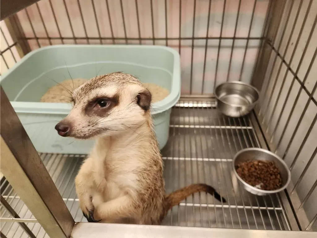 新北動保處推測這隻狐獴應是人工飼養後走失，將公告協尋飼主。（圖／新北市動保處提供）
