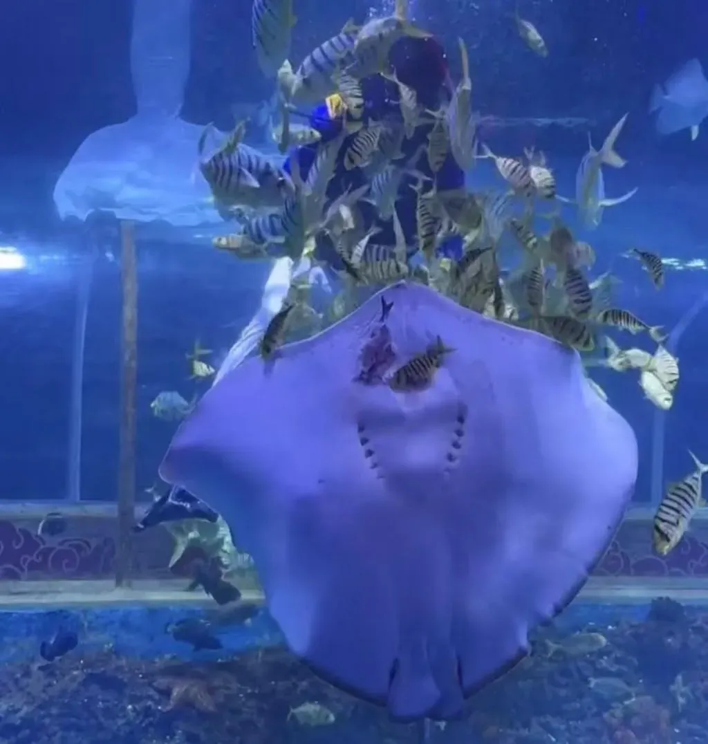 深圳一海洋館驚見魔鬼魚「活體吃播」。（圖／翻攝微博）