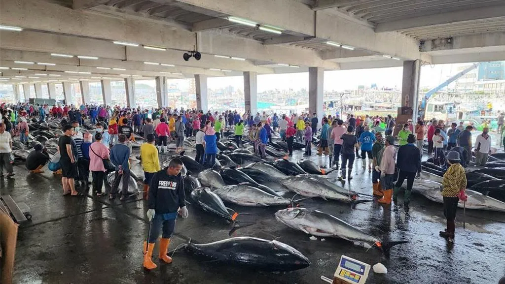 2025年台灣黑鮪漁獲爆量,漁業署考量配額將在5月31日達國際配額85%,宣布6月5日起禁捕。(圖/東港區漁會提供)