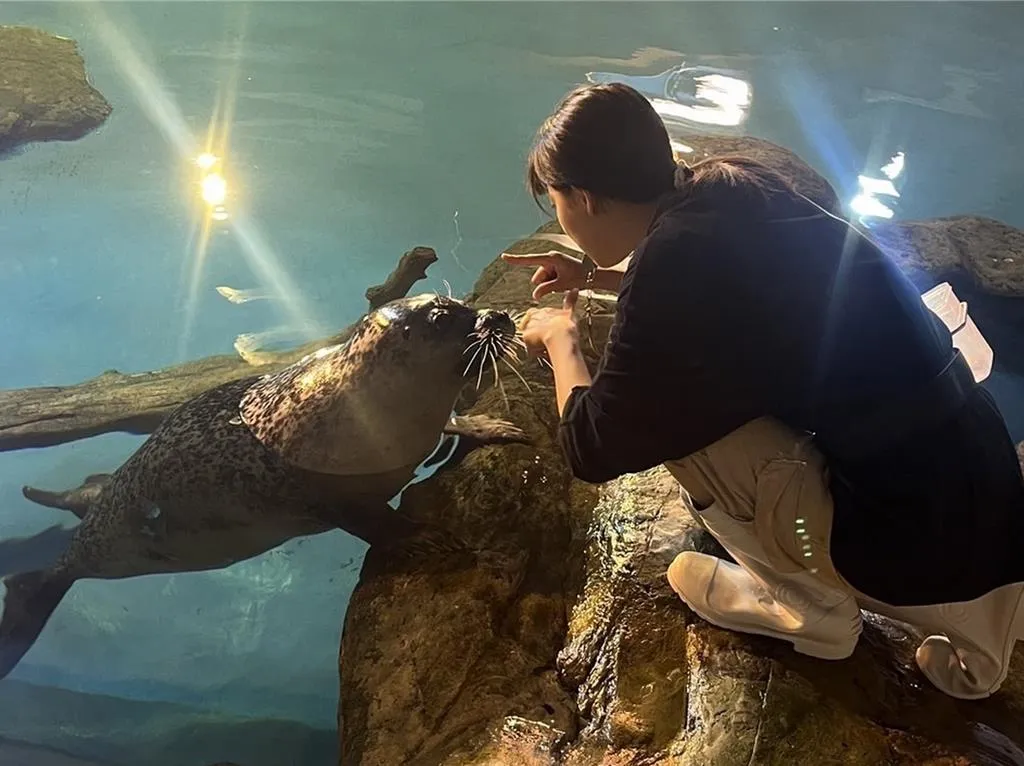 海生館飼育員細心照顧海豹，每天餵食時間都吸引小朋友觀看。（圖／海景世界提供）