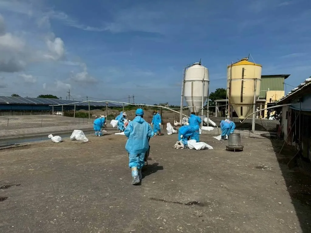 雲林縣東勢鄉1鵝場日前發現鵝出現歪脖子等症狀，經通報後確診為H5N1，14日完成撲殺2616隻鵝及1586顆蛋；雲林縣動植物防疫所提醒，大雨後、高溫易成為病原溫床，禽場應落實管理。（圖／防疫所提供）