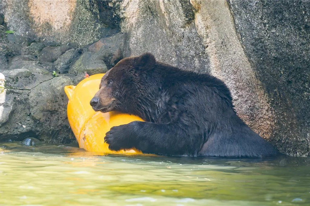 台北動物園棕熊「小喬」疑腫瘤復發，園方啟動安寧照護評估。（圖／台北市立動物園）