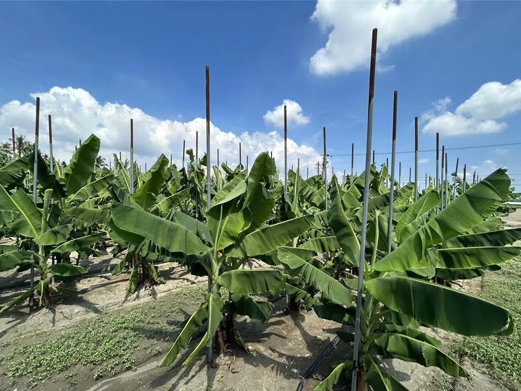 屏東是全台種植香蕉大區，今年7月起接連遭遇颱風、豪雨，農損超過2億元。（圖／中時／謝佳潾攝）
