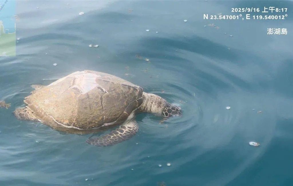 海龜屍體漂浮在海面。（圖／澎湖海洋志工隊提供）