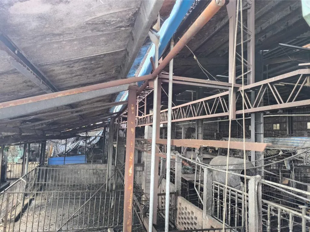台中市梧棲區的一家養豬場近日檢驗出非洲豬瘟陽性反應，引起廣泛關注。（圖／翻攝自中時新聞網）