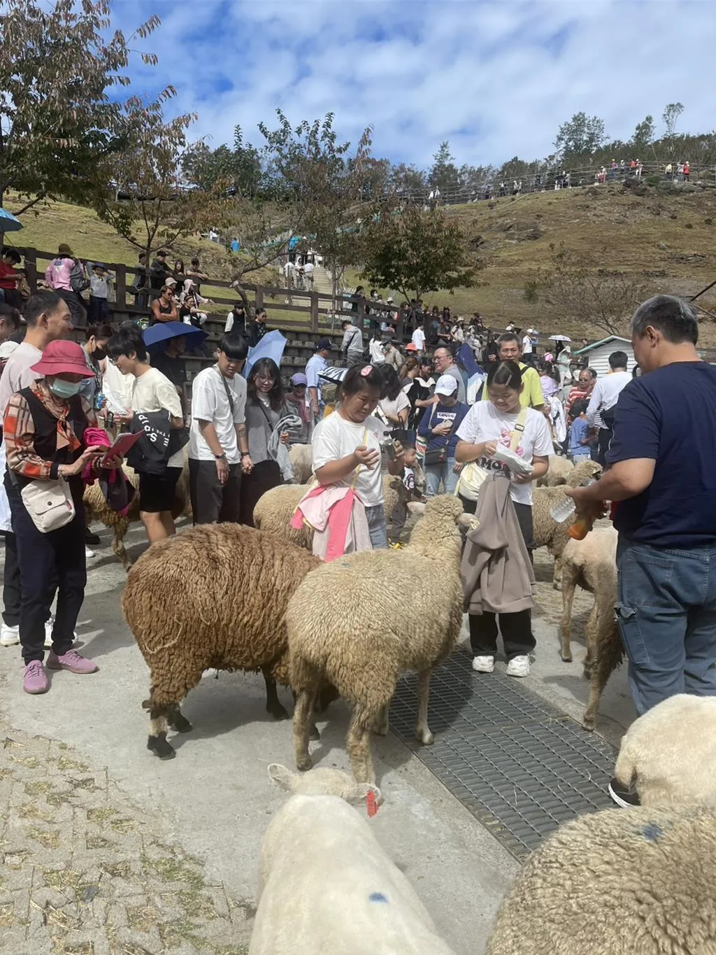 清境農場連假人潮激增估3天入園人次突破1萬。（圖／清境農場提供）