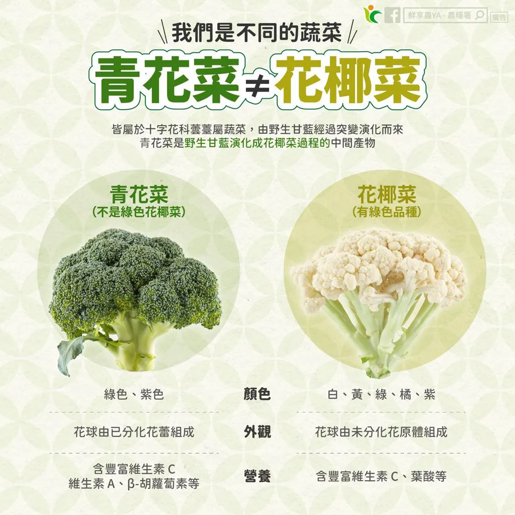 農糧署說明花椰菜和青花菜的差異。(圖/翻攝自農糧署臉書)