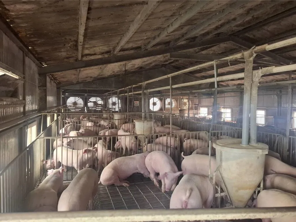 養豬場示意圖。(圖/台南市農業局提供)