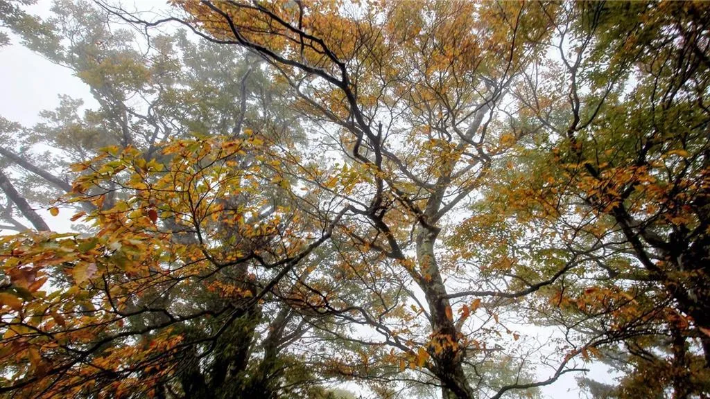 宜蘭太平山山毛櫸步道迎秋季賞葉潮。（圖／林業及自然保育署宜蘭分署提供）