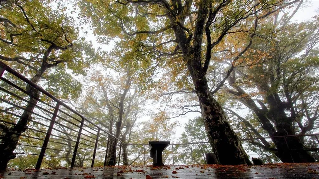宜蘭太平山山毛櫸步道迎秋季賞葉潮。（圖／林業及自然保育署宜蘭分署提供）