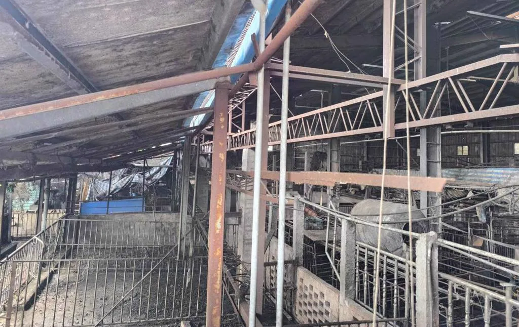 台中梧棲養豬場爆發非洲豬瘟個案，全場豬隻已遭撲殺。（圖/資料照）