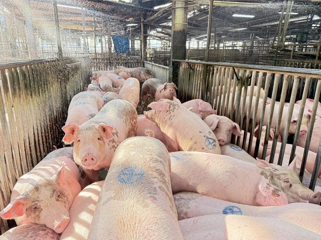 飼養家豬2027年起將全面禁止廚餘餵食。（示意圖／雲林肉品市場公司提供）