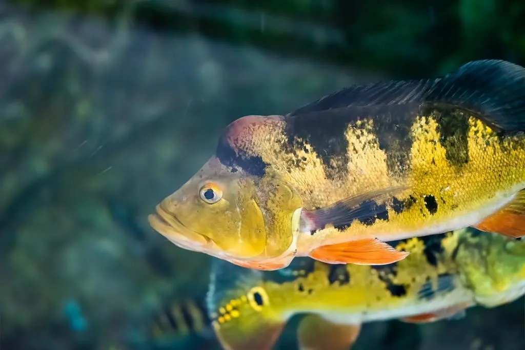 南投縣政府電撈防治魚虎球行動，過去三年都破萬尾，但今年截至目前卻不到900尾。（圖／南投縣政府）