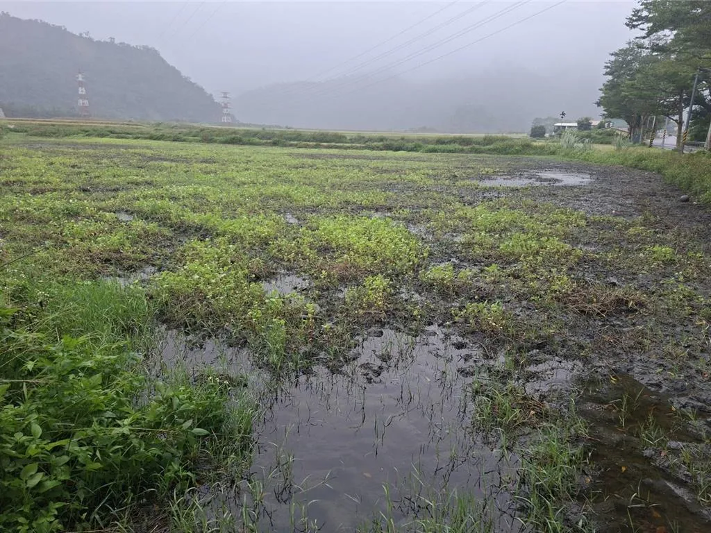 受鳳凰颱風豪雨影響，花蓮縣內多處田區淹水，蕎麥出現災損。（圖／花蓮縣政府提供）