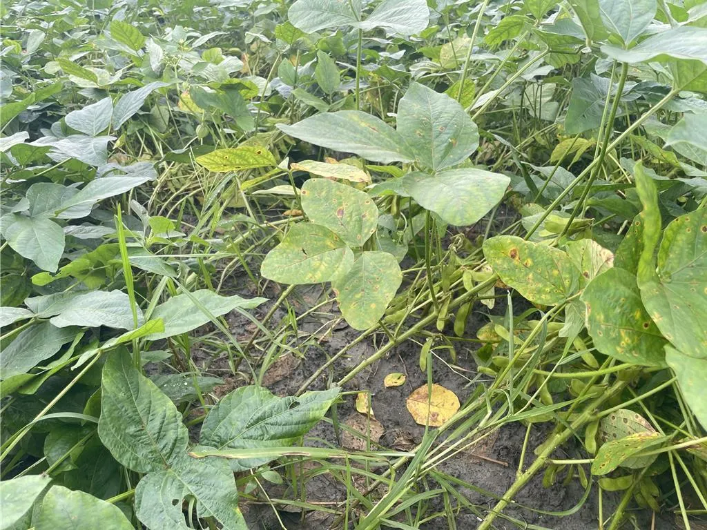 花蓮縣內大豆出現災損。（圖／花蓮縣政府提供）