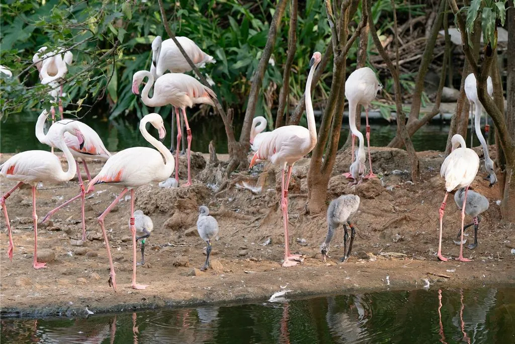台北市立動物園今年迎來大紅鶴的「嬰兒潮」,位於鳥園水禽區的6隻大紅鶴寶寶陸續孵化,目前年齡約1至2個月。(圖/台北市動物園提供)