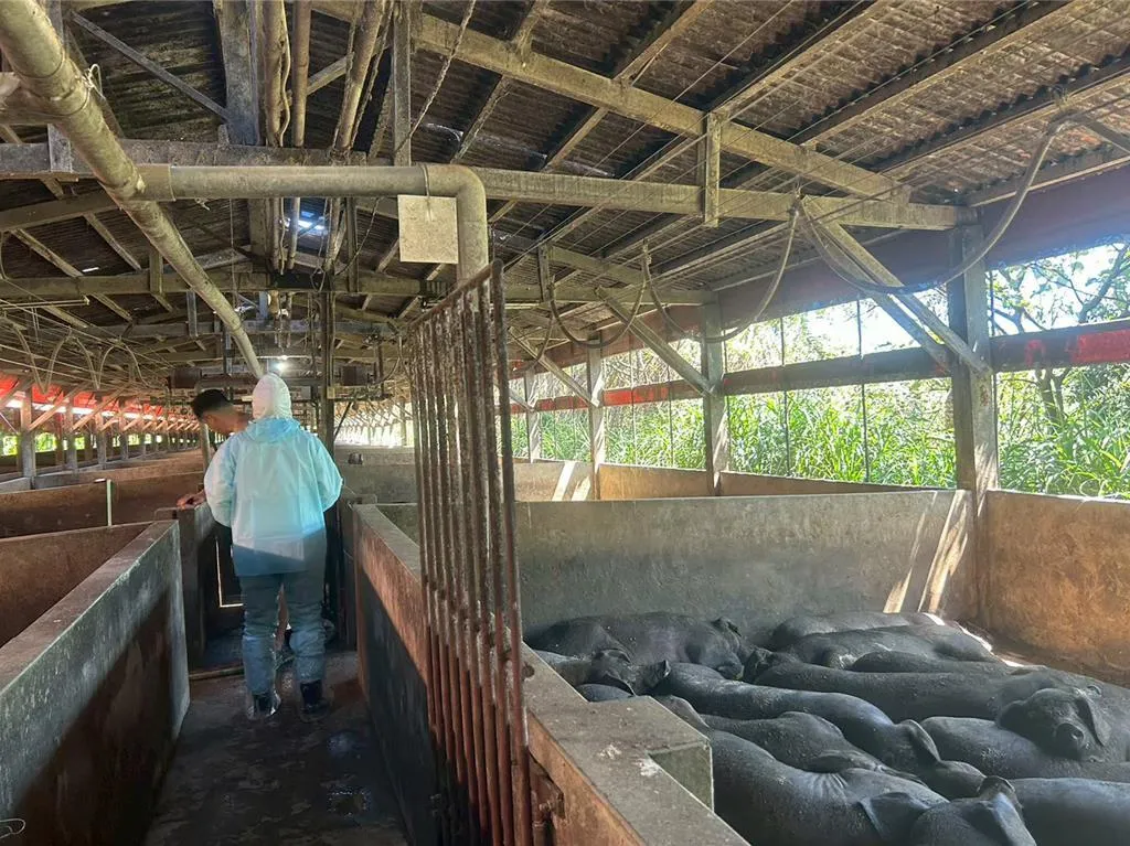 新北市動保處加強巡查畜牧場養殖狀況，同步實施3方法避免非洲豬瘟再爆發。（圖／新北市動保處提供）