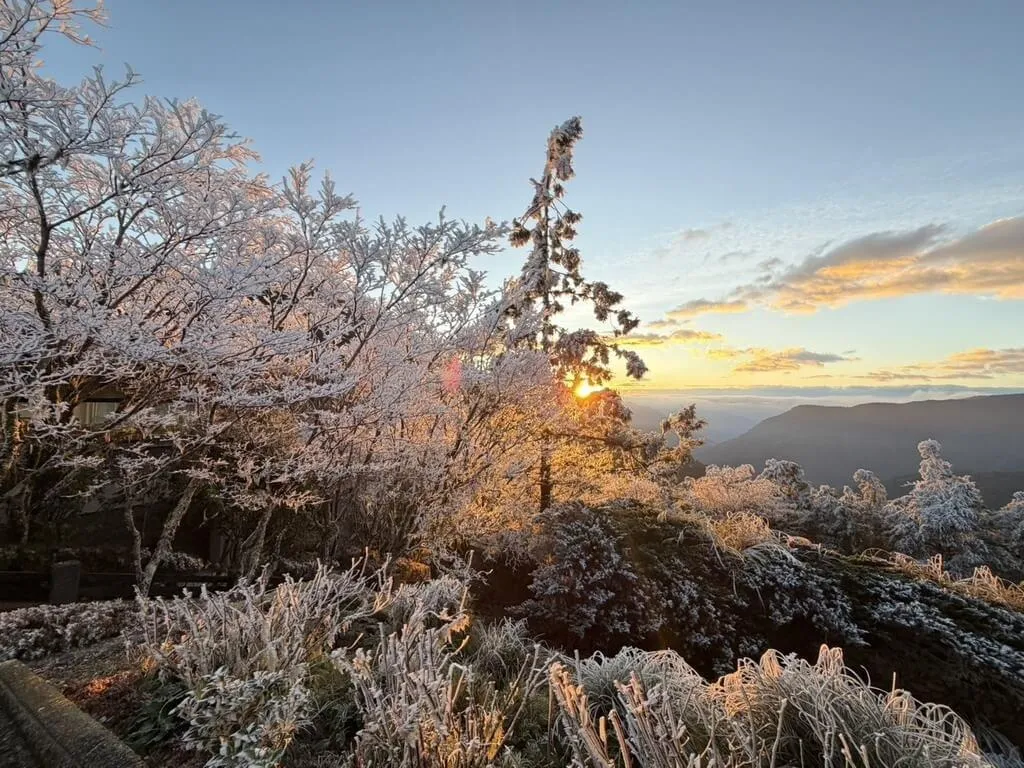 太平山國家森林遊樂區清晨雖未下雪，但山區樹梢結滿霧淞。（農業部林業及自然保育署宜蘭分署提供）