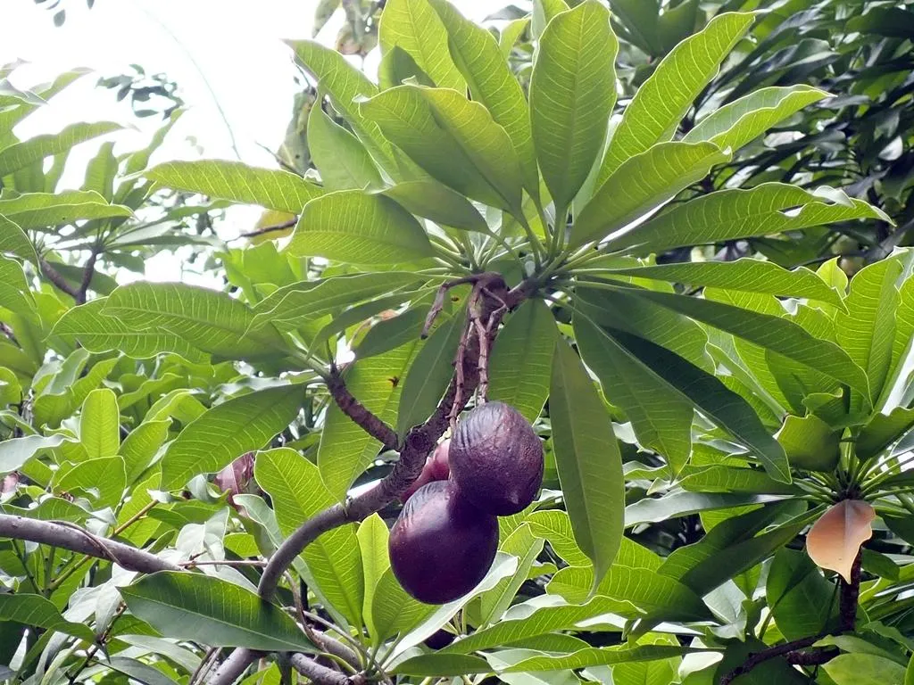 「海檬果」植株具觀賞性,但果實、種子含有強心配糖體,千萬別亂吃。(圖/翻攝自國立自然科學博物館官網/廖仁滄攝)
