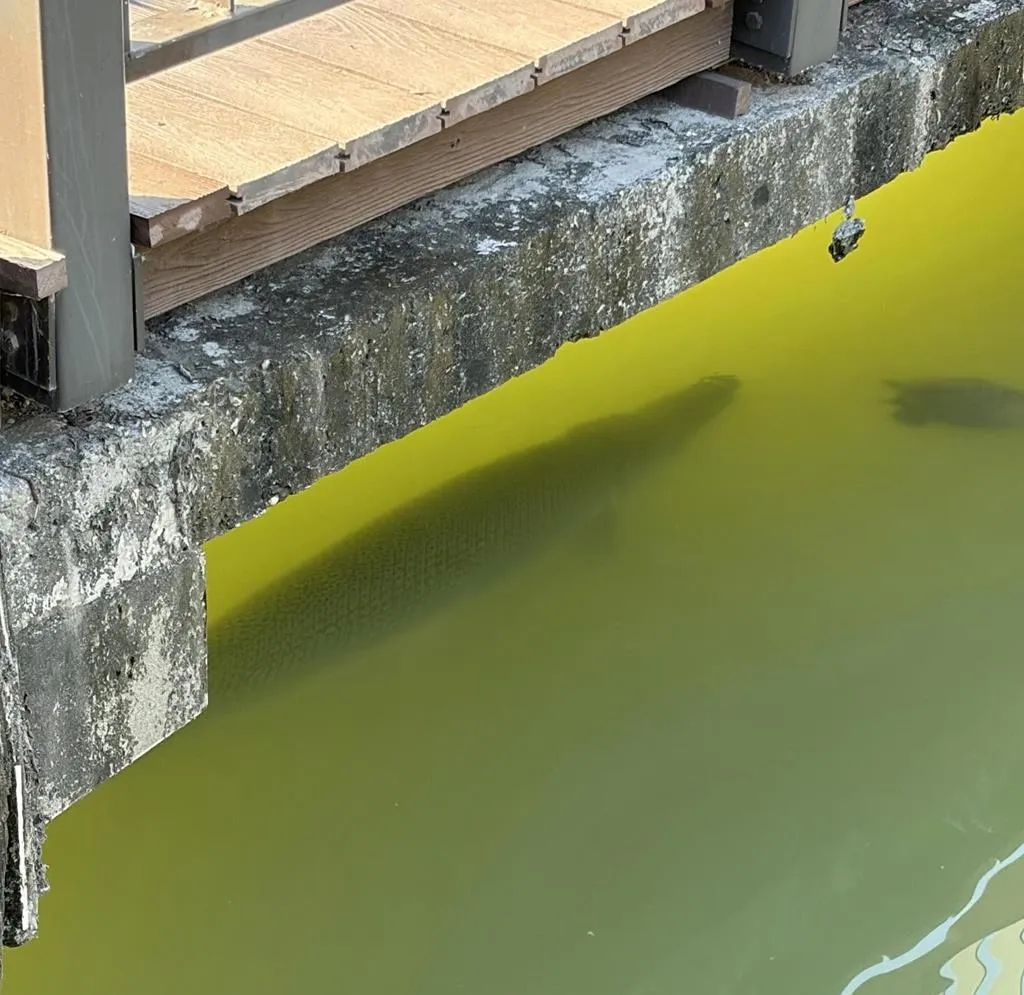 高雄凹子底森林公園的生態池近日成為話題焦點，因為有民眾發現池中出現巨型魚類，疑似是俗稱「幽靈火箭」的外來魚種鱷雀鱔。（圖／網友zhencheng__授權提供）