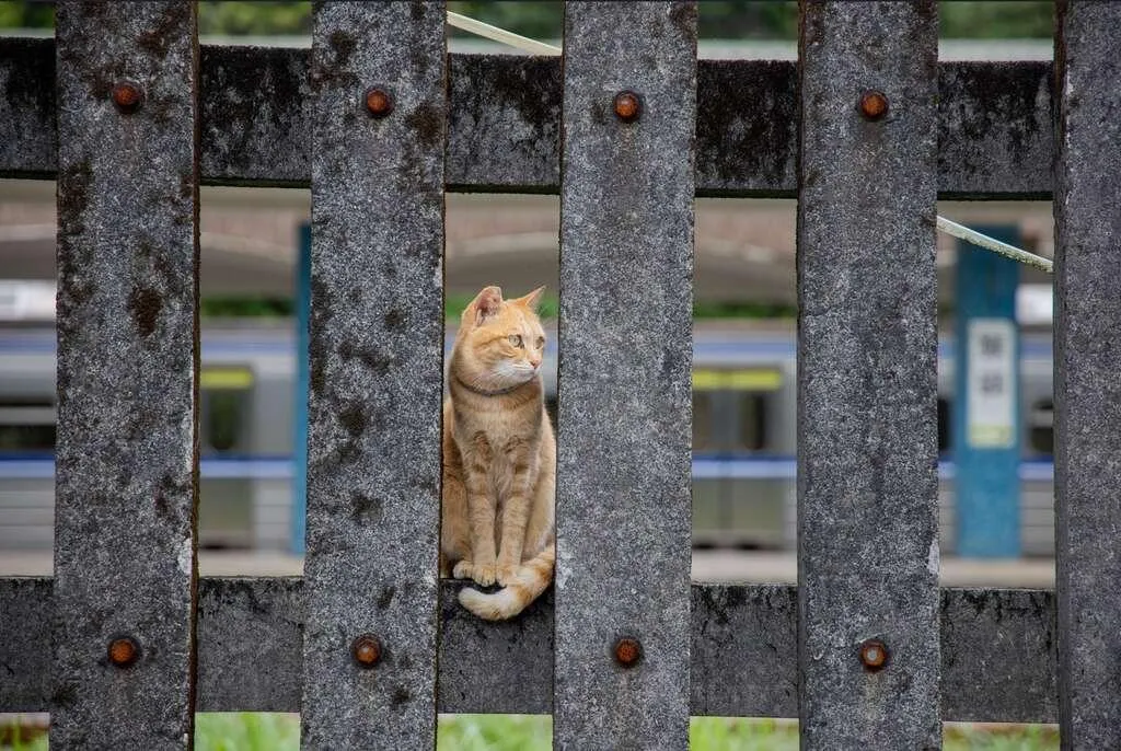 猴硐貓村,曾被譽為「全球六大賞貓景點」,如今面臨流浪貓數量驟減的困境。(資料照/翻攝自台北旅遊網)