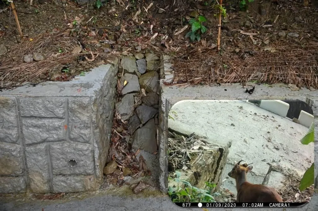 監測畫面拍到野生動物使用擋土牆中設置的動物通道。（圖／林保署嘉義分署提供）