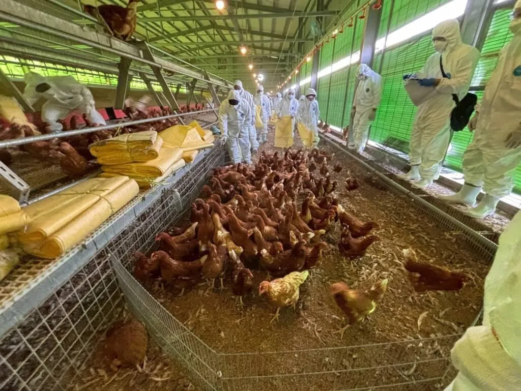 台中市豐康畜牧場匿報禽流感疫情還私埋H5N1亞型禽流感病死雞，事發前持續運出雞蛋流至台北、苗栗、台中等地，引發關注。圖為台中市府派員撲殺雞隻。（台中市政府提供）
