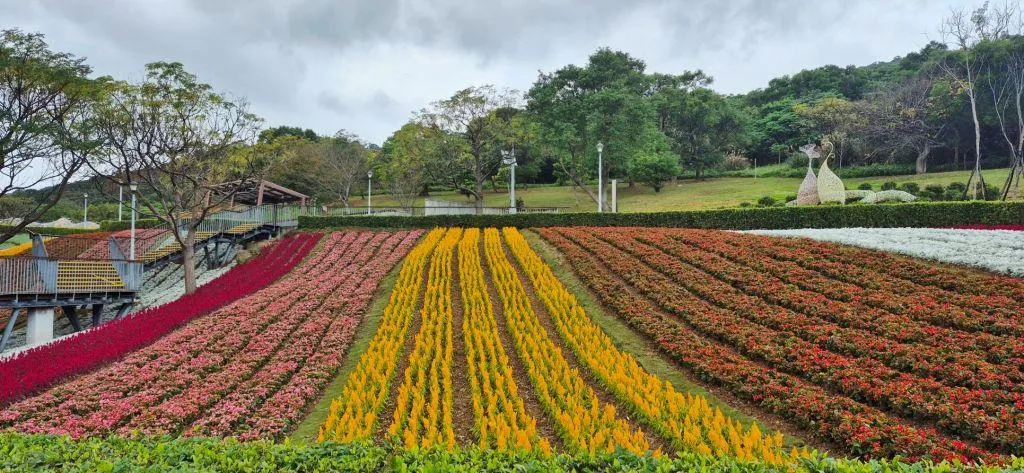 「台版富良野」北投三層崎公園花海主題活動11日正式揭幕，16萬盆花卉捎來冬末春意。（圖／台北市政府工務局提供）