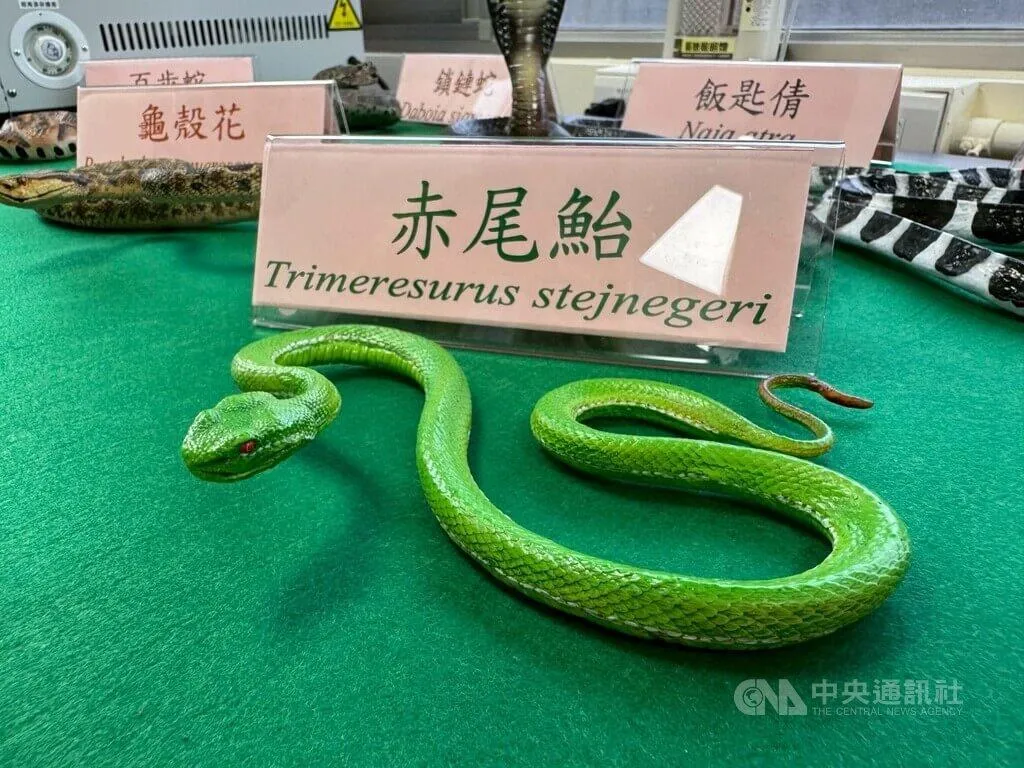毒蛇招待所眼下住著121名蛇房客，涵蓋台灣常見六大毒蛇，以龜殼花36條最多、百步蛇5條最少。（圖／中央社）