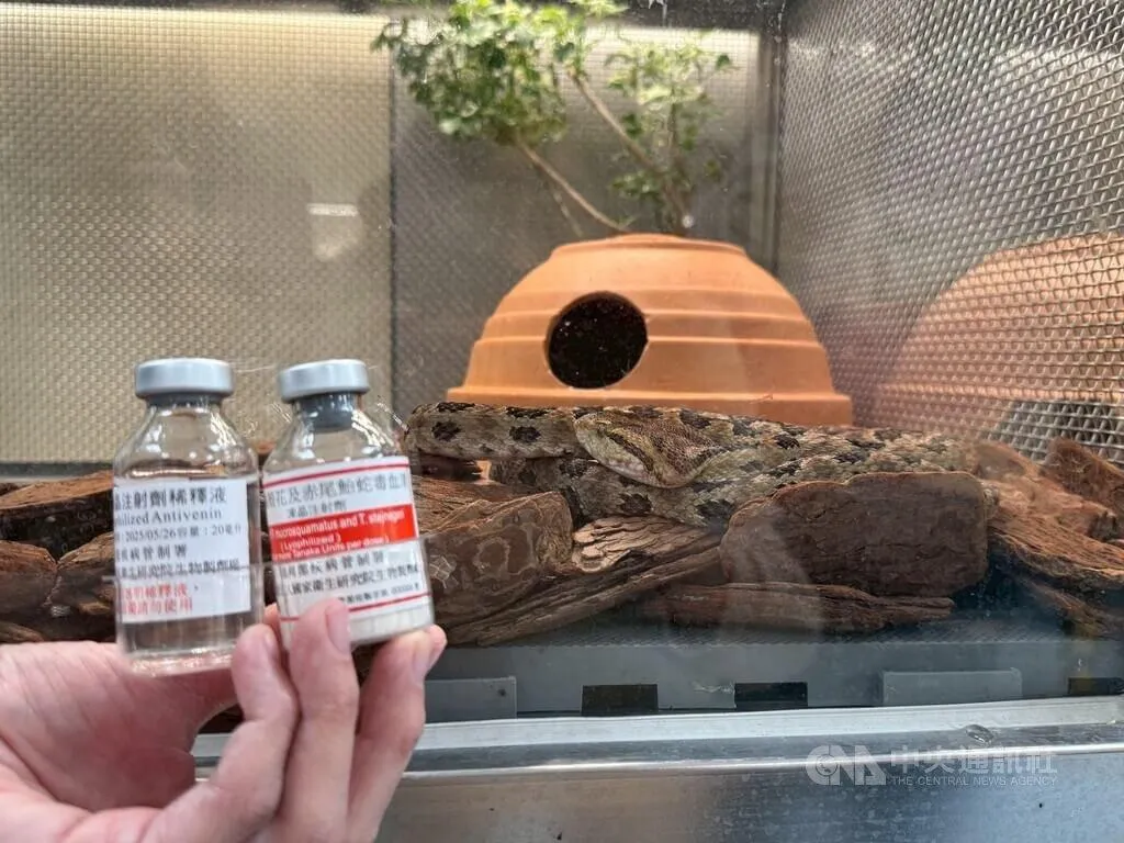 衛生福利部疾病管制署早在日治時期就開始投入抗蛇毒血清製造至今，要製作抗蛇毒血清，最關鍵的步驟就是取蛇毒。（圖／中央社）