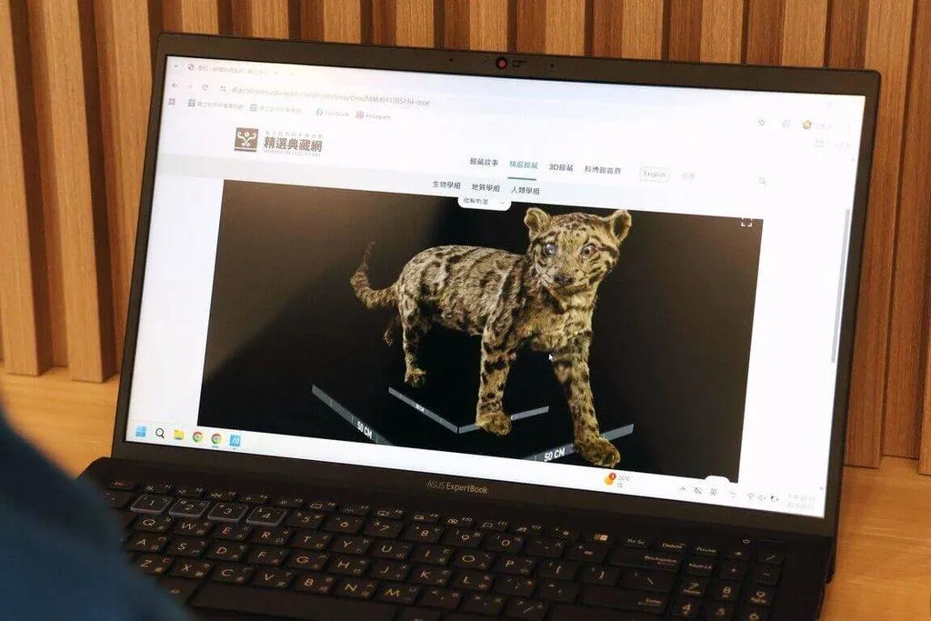 國立自然科學博物館精選典藏網提供高精度的數位內容，無論是學術研究需要的高精度量測，或是單純的科普探索，都能在點選與滑動間完成。圖為雲豹。（圖／國立自然科學博物館提供）