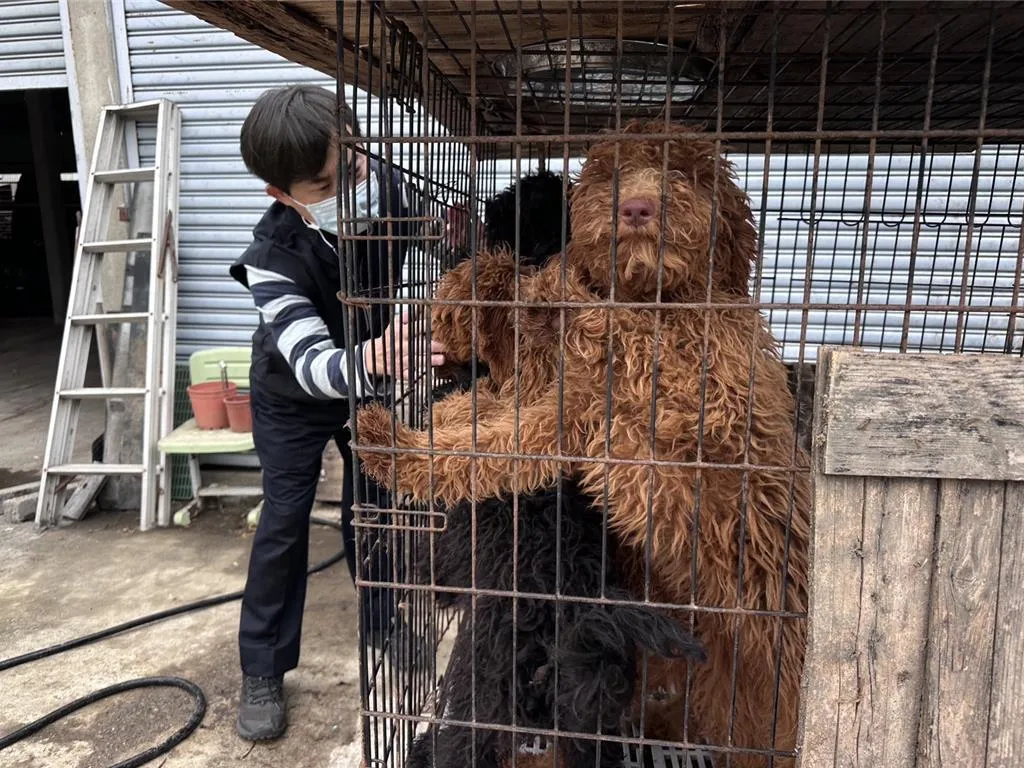 嘉義縣家畜疾病防治所接獲匿名檢舉，於水上鄉查獲疑似黑心繁殖狗場，現場環境髒亂不堪，多達63隻各式品種名犬被迫擠在狹小空間中。（圖／家畜所提供）