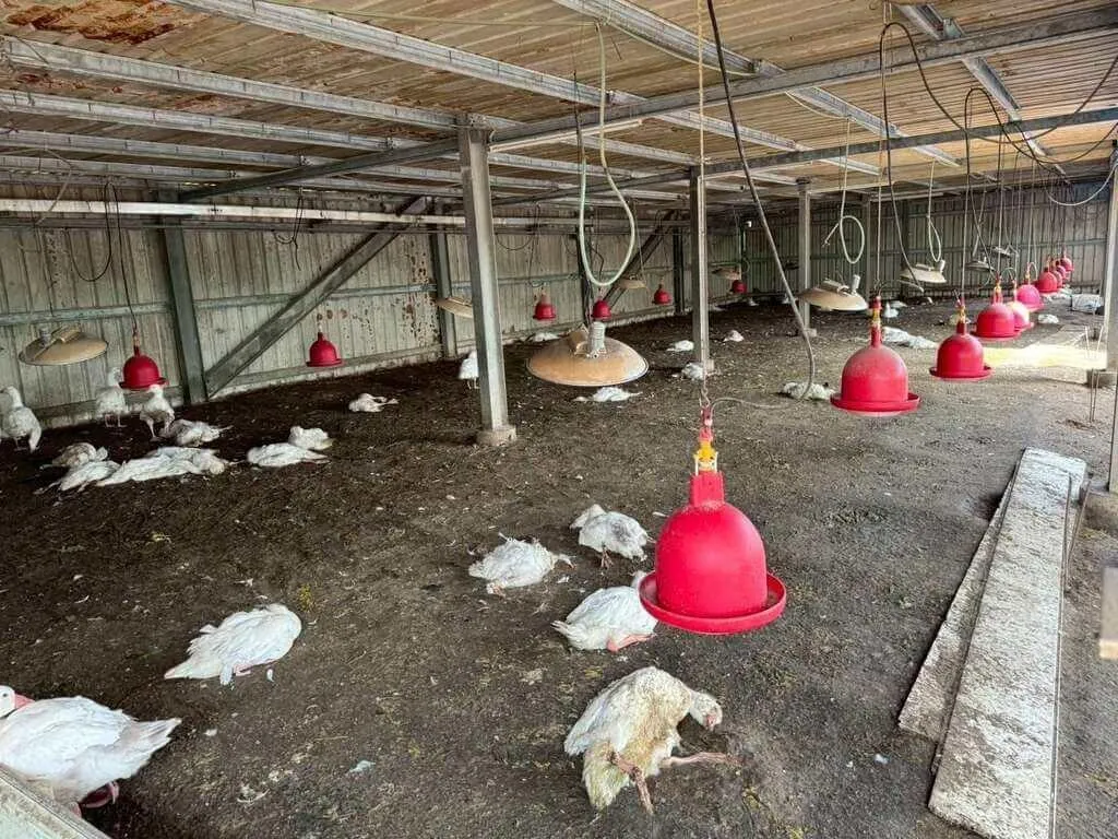 雲林縣水林鄉1處鵝場13日出現異常死亡，經主動通報確診為H5N1，雲林縣動植物防疫所16日撲殺883隻鵝，並完成全面清消，半徑1公里內15場禽場列管。 （圖／雲林縣府提供）