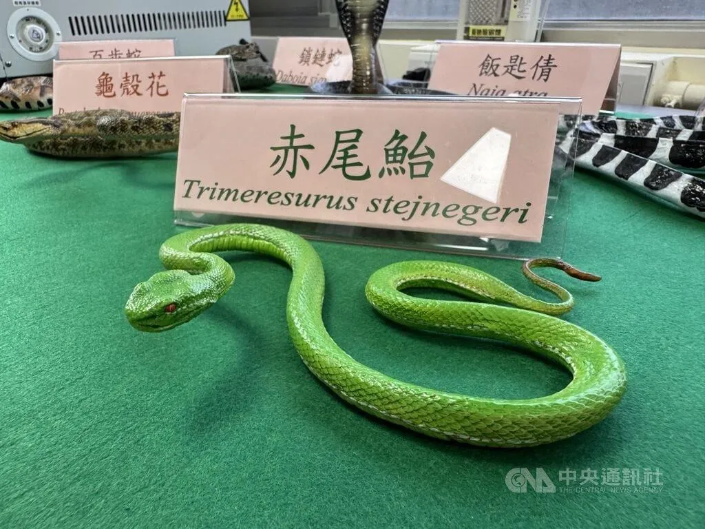 台灣地處亞熱帶地區，氣候溫暖多濕，平均每年有979人不幸與蛇「親密接觸」，其中以抗龜殼花及赤尾鮐血清需求最高。（圖／中央社）
