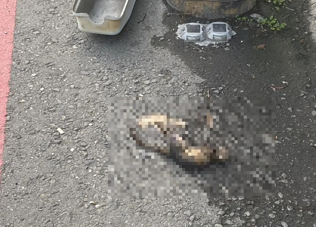 高雄市大寮區正氣路一處透天民宅今(9)日清晨發生火警,起火原因竟是一隻松鼠誤觸電桿避雷器引發短路,導致變電箱爆炸並延燒至民宅2樓。(圖/翻攝畫面)