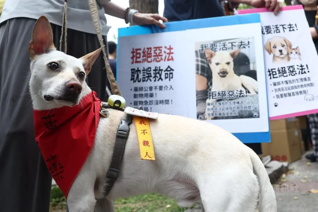 「人用藥品用於犬貓及非經濟動物之使用管理辦法」的寵物用藥新制預定7月上路,近日由於配套不完善引發爭議,10日在防檢署召開的會議場外有飼主帶著毛孩抗議,呼籲勿讓不完備的法規輕易上路。(圖/中央社)