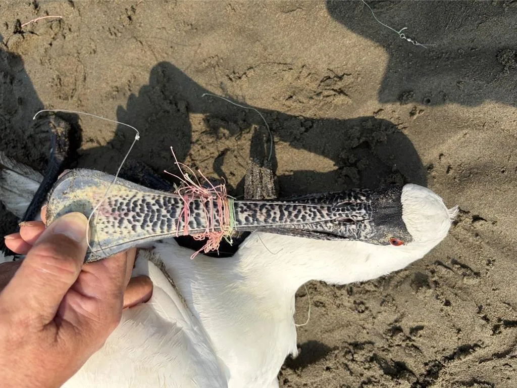 黑面琵鷺遭魚線纏繞不治身亡。(圖/苗栗縣政府提供)
