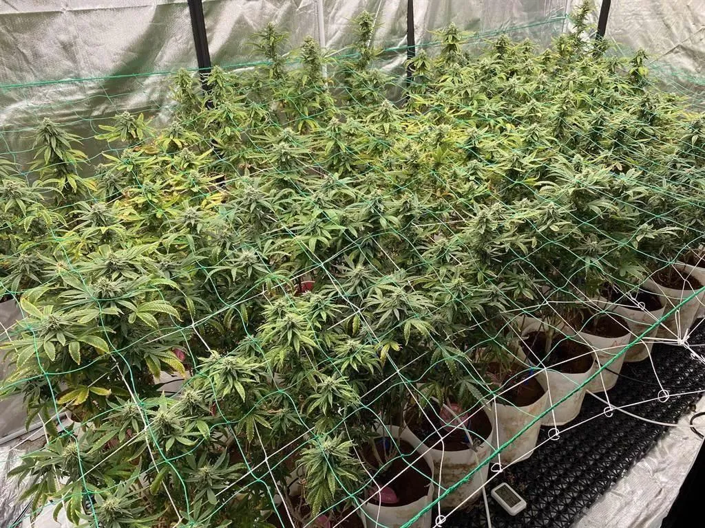圖為大麻示意圖。（圖/資料照）