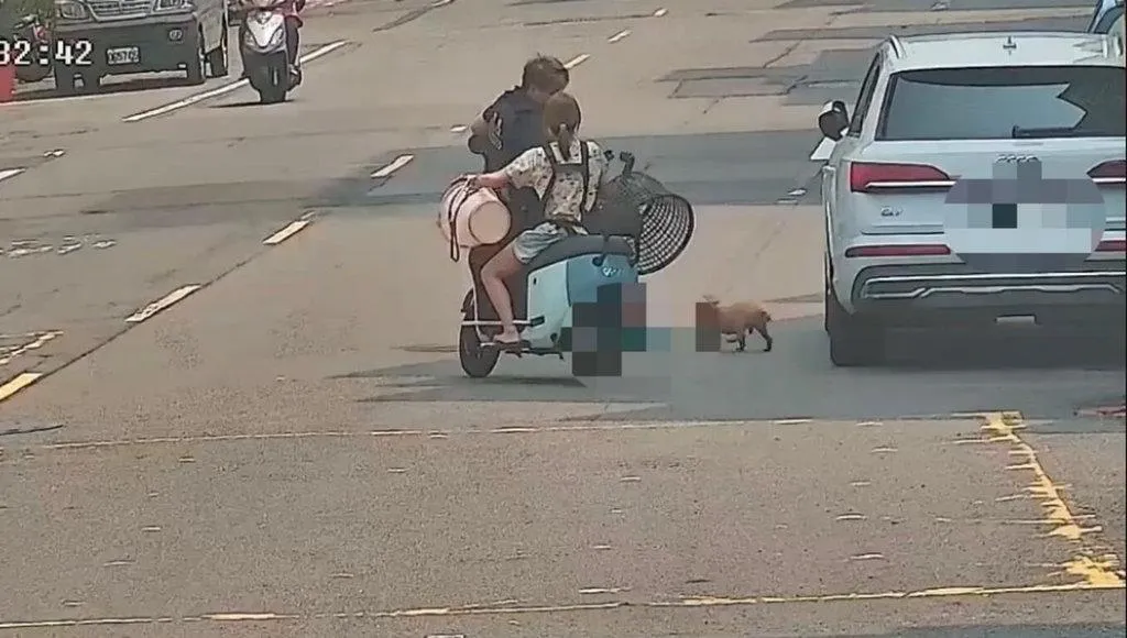 高雄鳳山警方日前巡邏發現路上有一隻貴賓犬在車流頻繁的馬路上亂竄。（圖／高雄鳳山警分局提供）