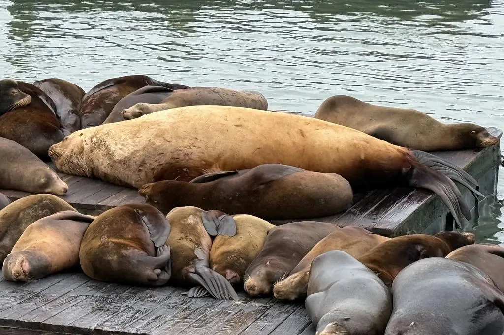 北海獅肥肥在一群加州海獅之中，體型顯得超級巨大。（圖／美聯社）