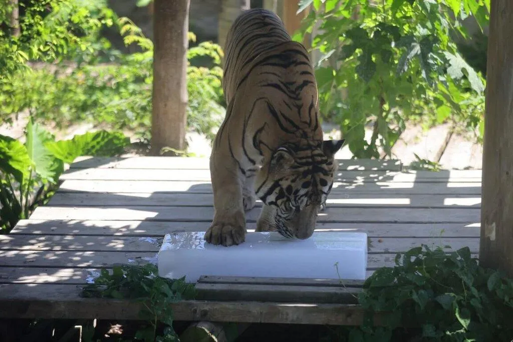 高雄壽山動物園推出暑假限定優惠，7月1日至8月31日，全國12歲以下兒童免費入園。（圖／高雄市觀光局提供）