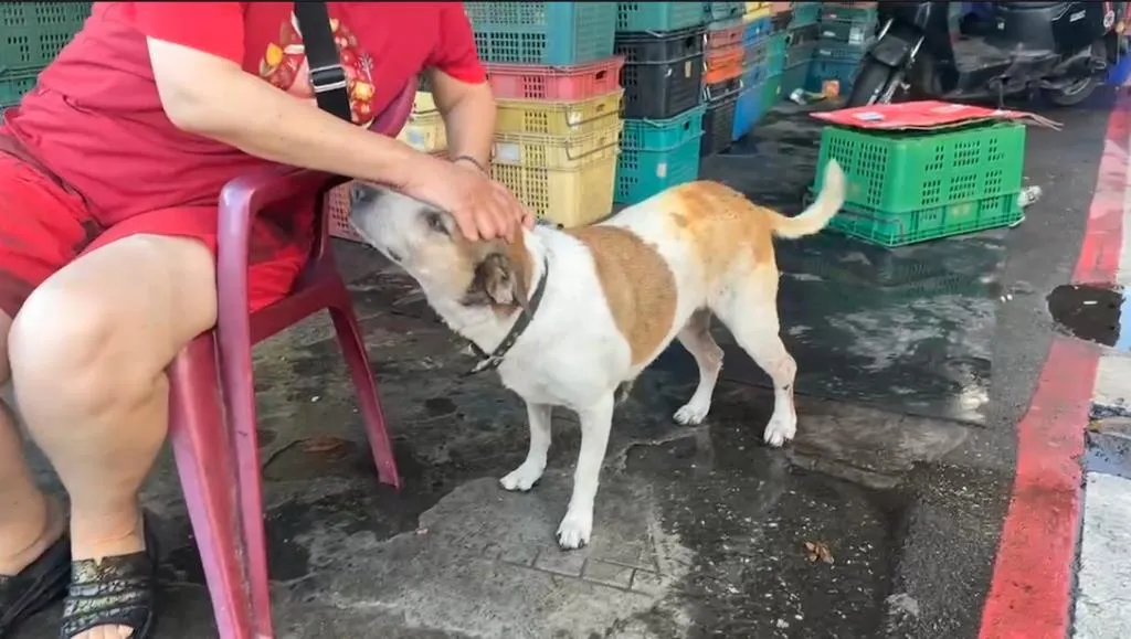 走失的愛犬來福在市場周邊被尋獲,雖然腳部疑似受傷,但看到主人仍開心搖尾巴討摸撒嬌。(圖/翻攝畫面)