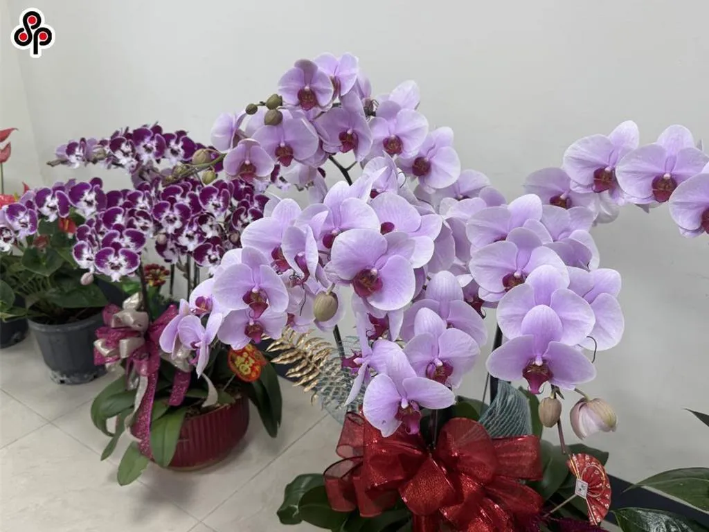 蝴蝶蘭。(圖/報系資料照)