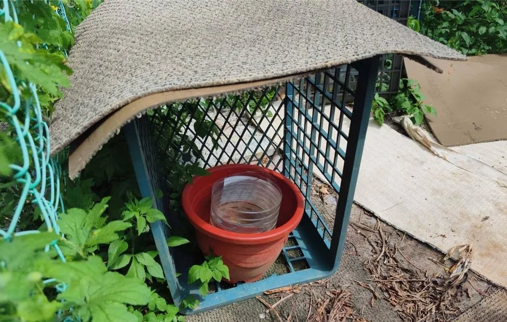 新北林口區近期出現民眾私自餵食流浪犬的區域，造成附近居民生活環境髒亂，恐有衛生疑慮。（圖／新北市環保局提供）