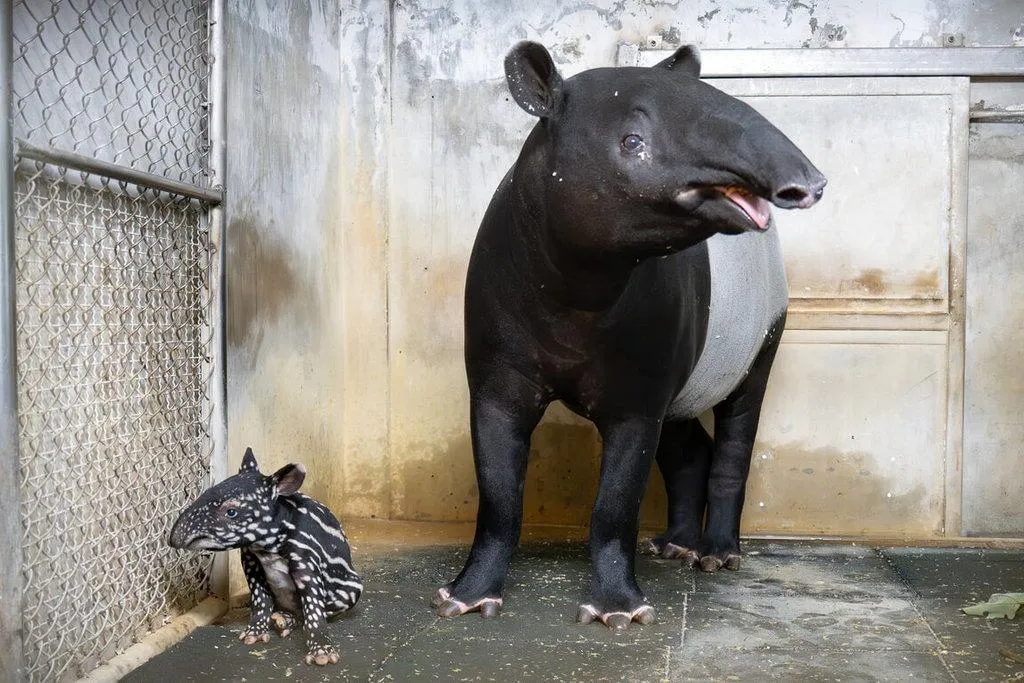 台北市立動物園發布喜訊,園內馬來貘Putri日前產下女寶寶,體重約8.6公斤,母女均安。(圖/台北市立動物園提供)