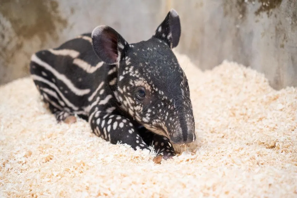台北市立動物園表示,日前出生的馬來貘女寶寶,經獸醫檢查外觀正常,臍帶也收得很好,體重約8.6公斤,體長72.5公分,頭長23.8公分。(圖/台北市立動物園提供)